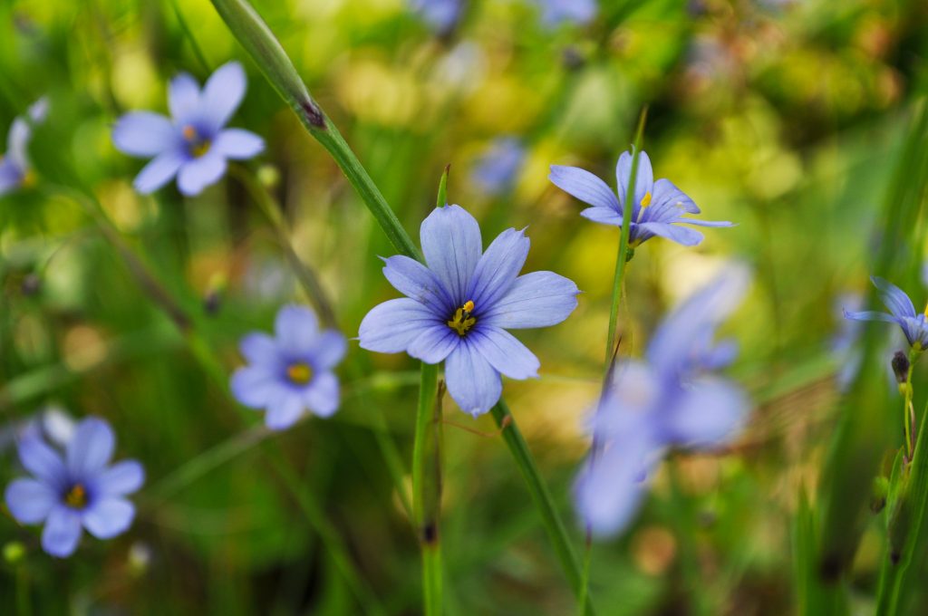 Blue-eyed grass, a showy blue wildflower