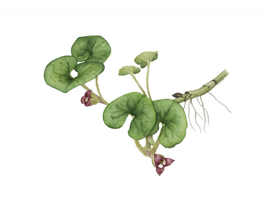 Botanical Illustration of wild ginger by Wei-Ting Chi