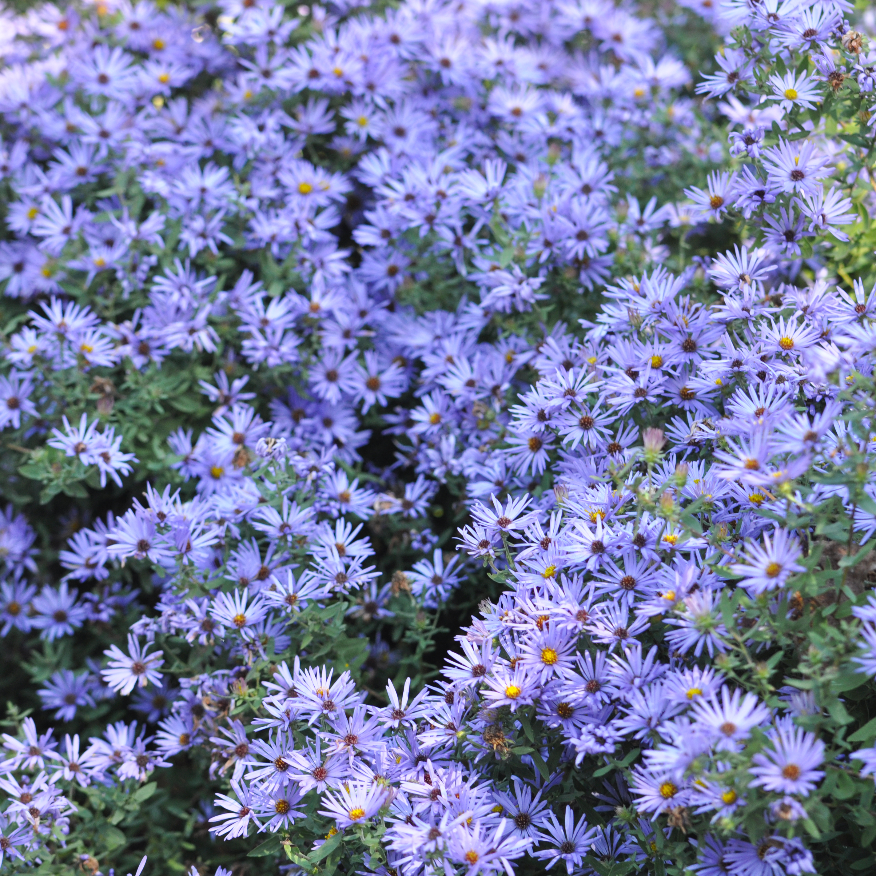 Eastern aromatic aster