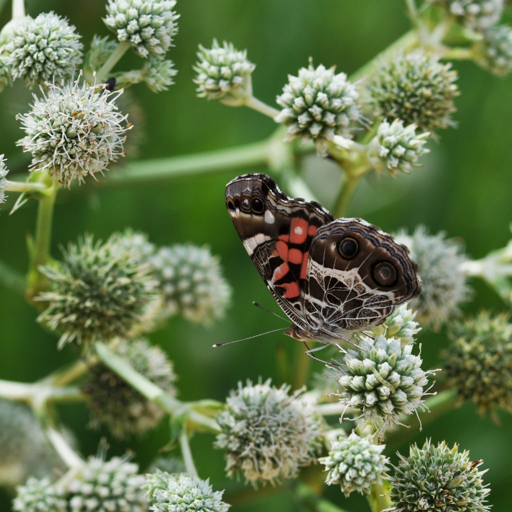 A butterfly visits the spiky, round flower clusters of northern rattlesnake master