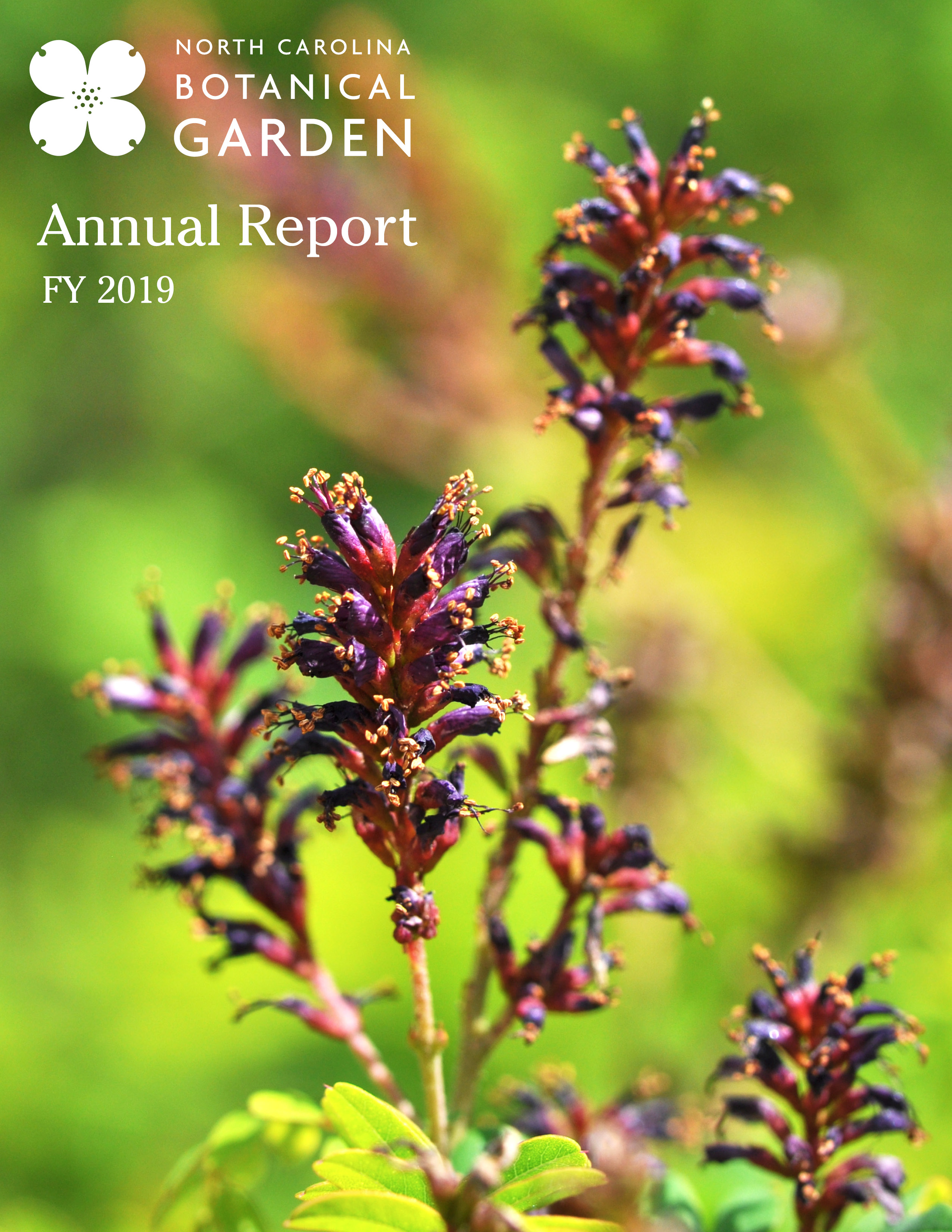 cover of fy2019 annual report
