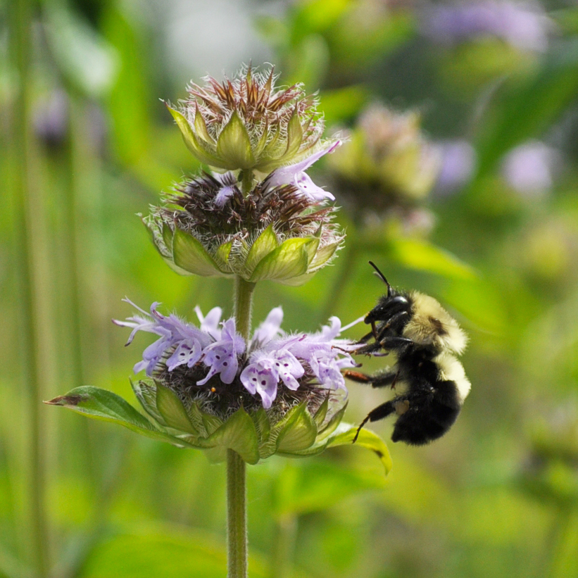 A bumble bee visit downy woodmint flowers