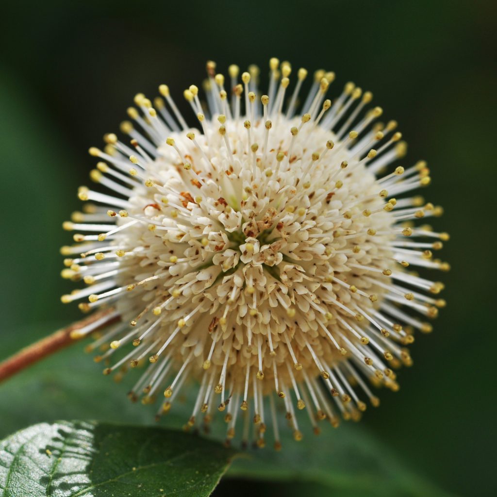 close up of spherical buttonbush flower head