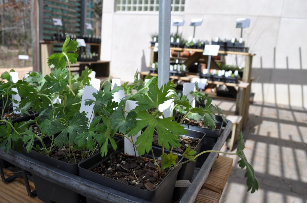 Flats of seedlings available for purchase in our Daily Plant Sale