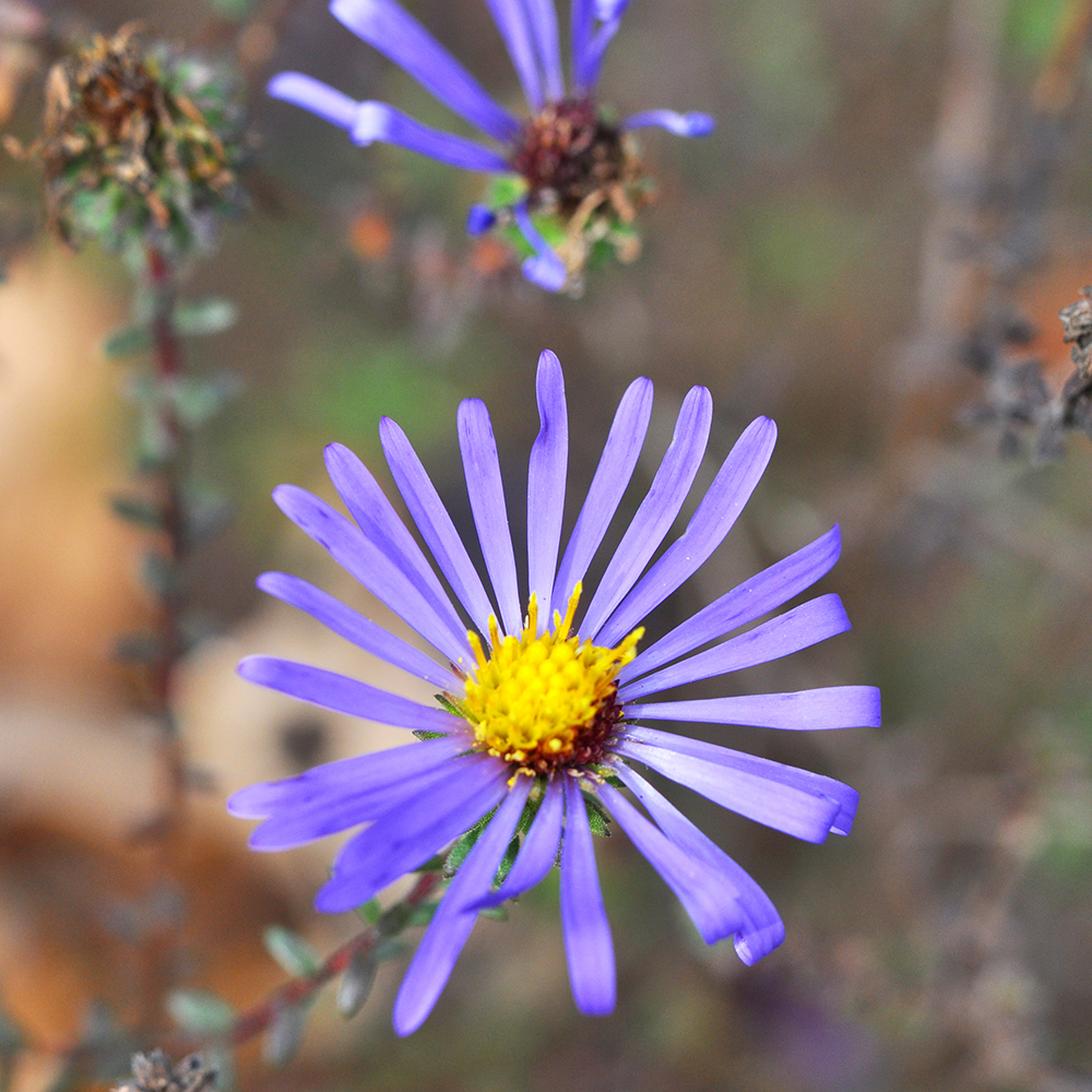 Large-flower American aster