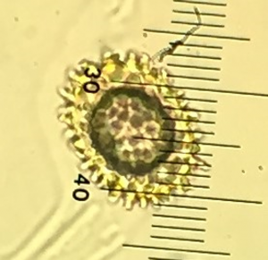 An ascospore of Genea hispidula is 35 x 25 micrometers. 