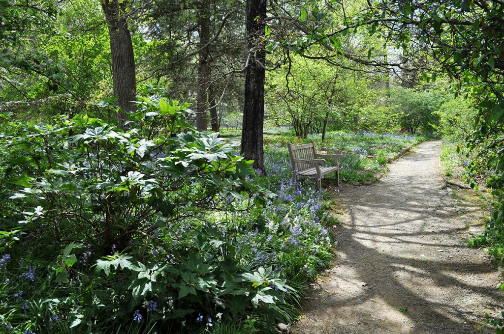 A spring scene, with bluebells blooming along a path and a bench in the shade.