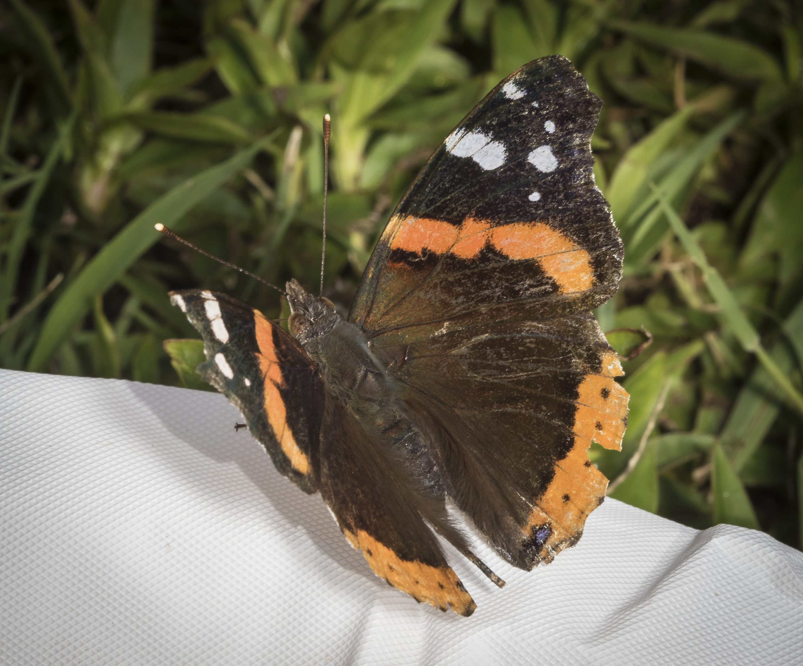 Red admiral butterfly at Mason Farm.