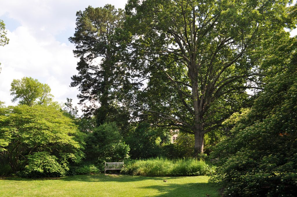 A summer scene, with a grassy lawn and a bench surrounded by mature trees