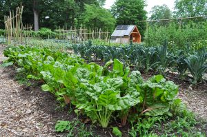 Chard and kale grow in lush rows at the Carolina Community Garden.