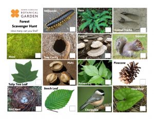 Forest scavenger hunt, with fifteen images of common natural objects in the woods