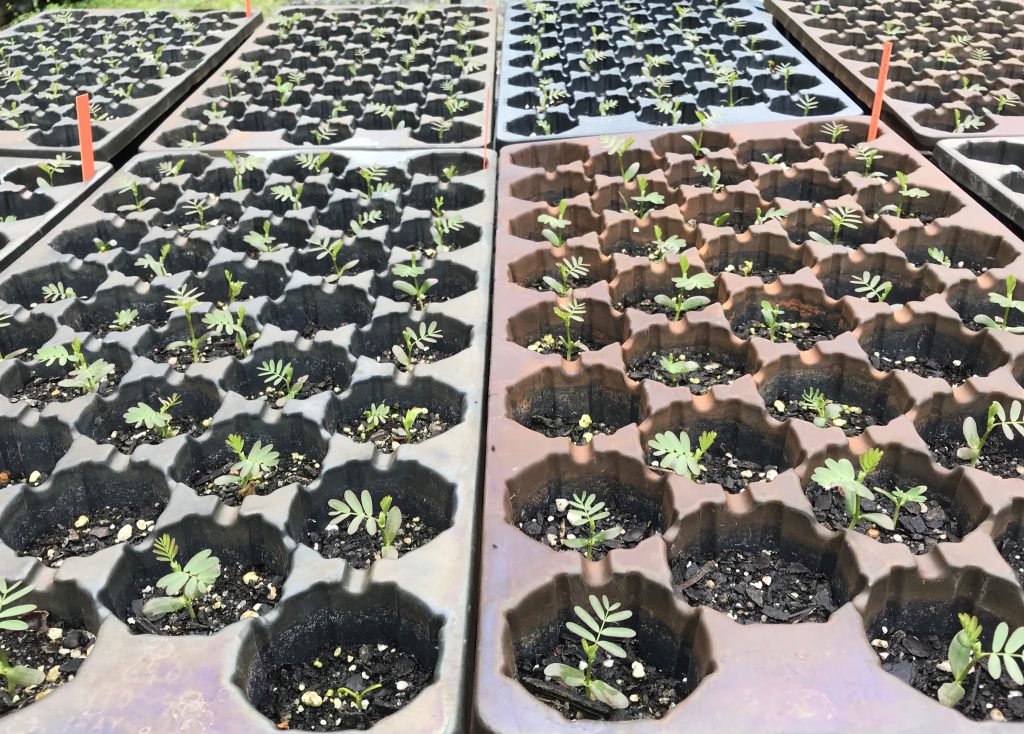 Flats full of seedlings of sensitive jointvetch