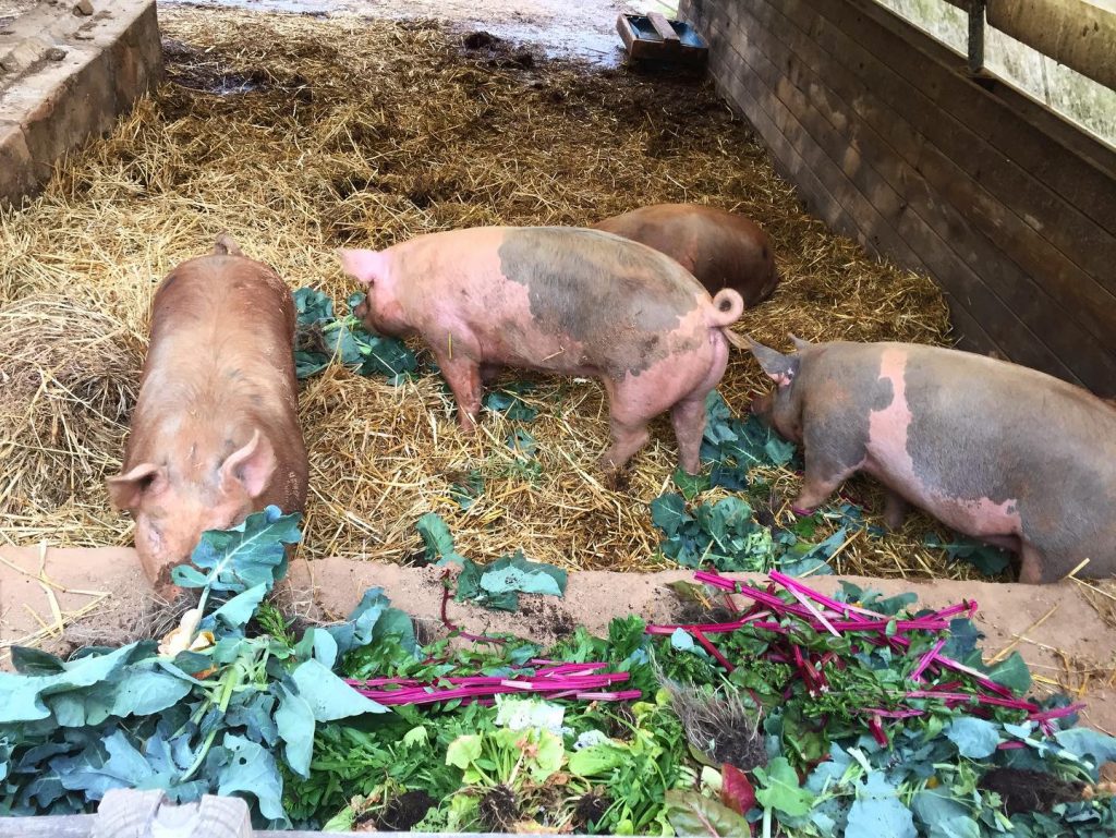 Pigs munch on greens and other veggie scraps