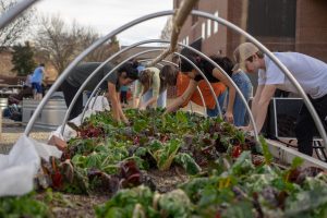Students tend to the vegetables in a raised bed in the main Edible Campus Garden