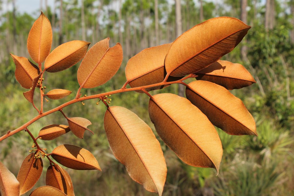 Close up of copper-colored leaves