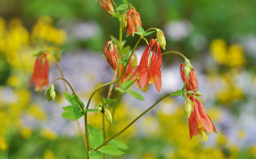 Eastern red columbine flowers blooming in front of purple and yellow flowers in the background
