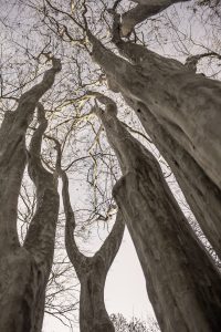 Art photograph of winter trees