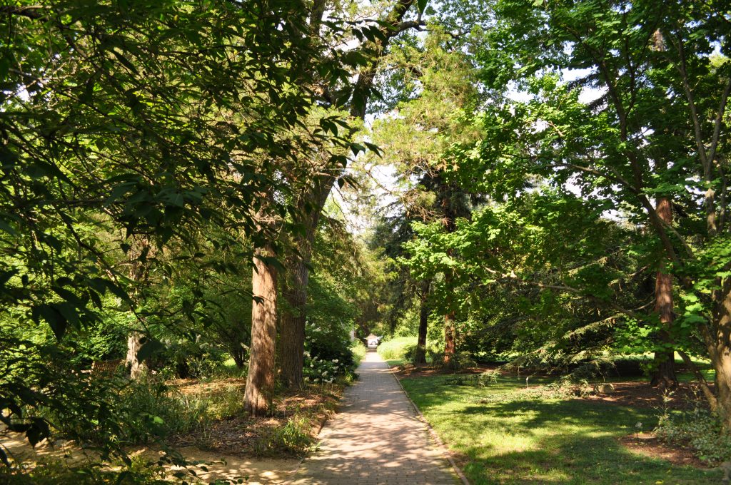 Trees and shrubs line a straight brick path in Coker Arboretum in late May.