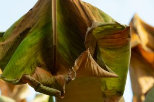 Art photograph of a large leaf drying and crumpling
