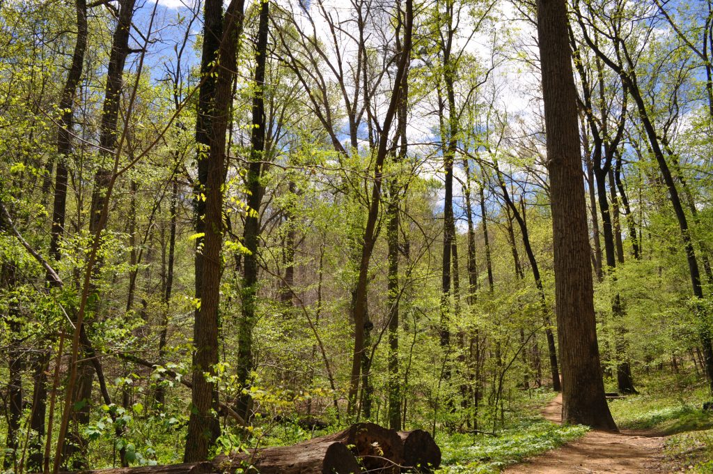 A trail through a deciduous forest in spring