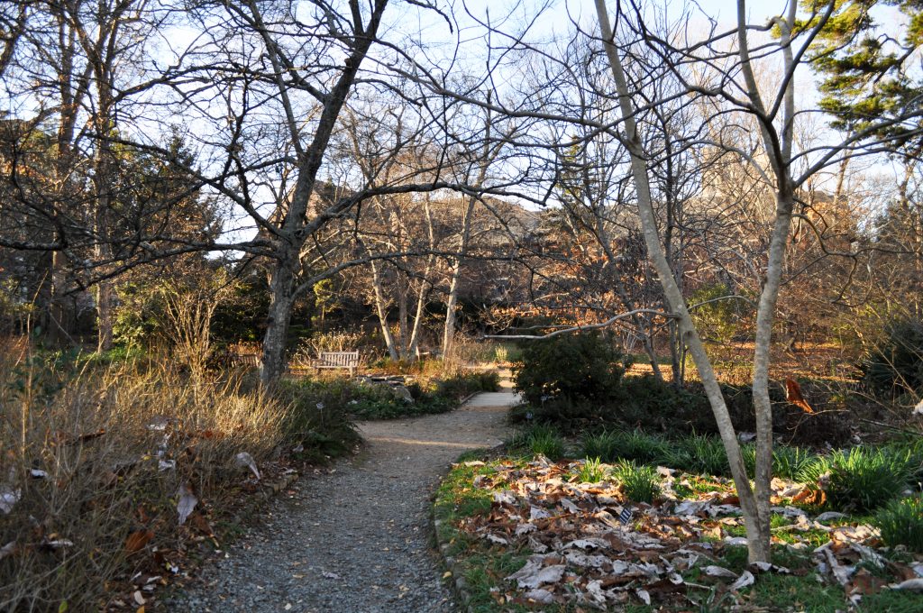 Coker Arboretum in winter, with fallen bigleaf magnolia leaves on garden beds