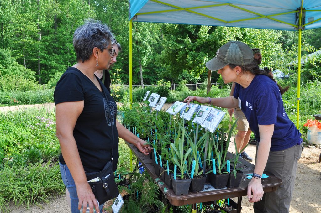 An NCBG staffer talks to customers about the native plants arranged on a table in the NCBG tent