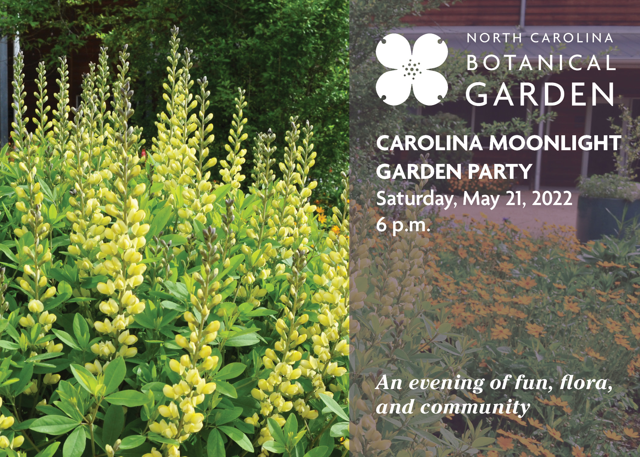 Carolina Moonlight baptisia, NCBG logo, Carolina Moonlight Garden Party, Saturday, May 21, 2022, 6 p.m., An evening of fun, flora, and community