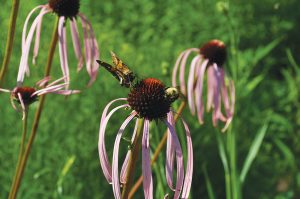 Pollinators on smooth purple coneflower at Penny’s Bend Nature Preserve.