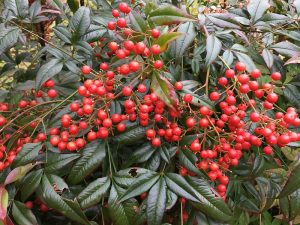 Bright red clusters of Nandina berries