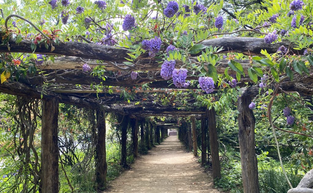The Coker Arboretum arbor covered with native wisteria in bloom