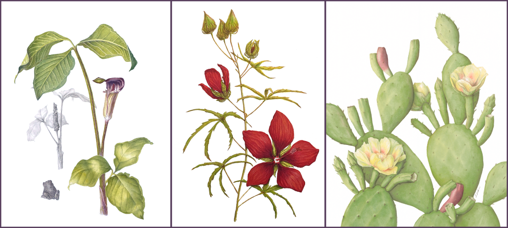 Collage of illustrations by the 2022 BAI graduates: Jack-in-the-pulpit, scarlet rosemallow, and cactus in bloom