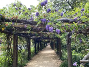 The Coker arbor draped with native wisteria, blooming with purple flowers