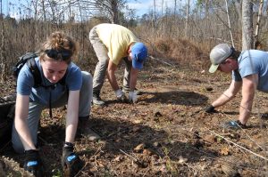 Staff from the NC Plant Conservation Program and a volunteer help plant seedlings at Penny's Bend
