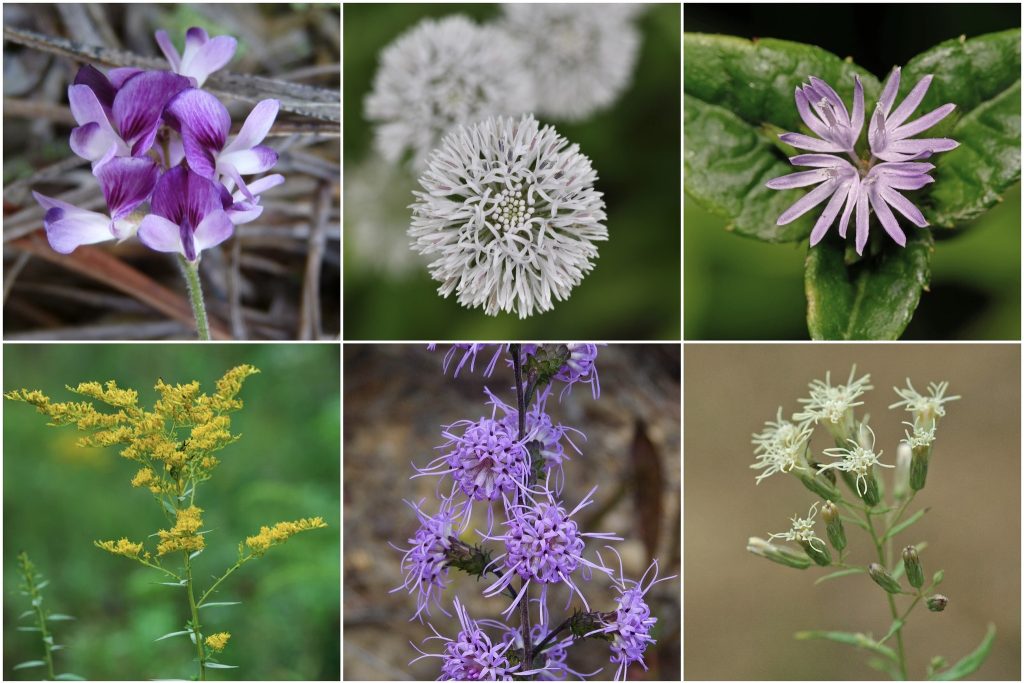 Collage of some of the species planted: Purple, yellow, and white wildflowers