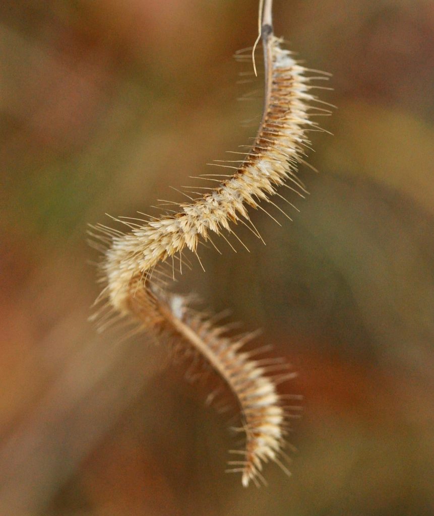Toothache grass twists into a spiral in our Coastal Plain Habitat