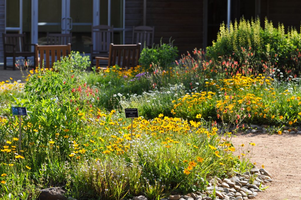 Tickseed, columbine, blue-eyed grass, and other native wildflowers in bloom in the Courtyard Gardens in spring