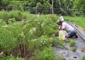 Volunteers weed around a seed increase plot of narrow-leaf mountain mint