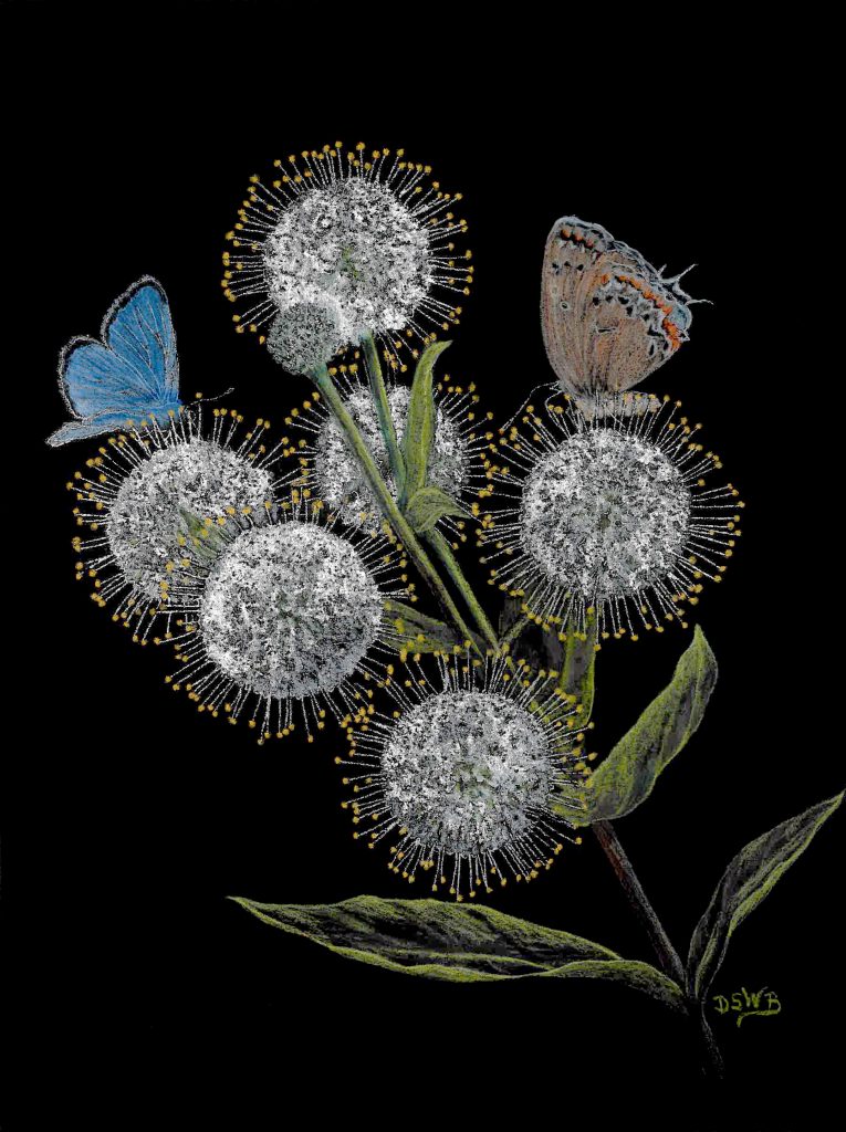 Illustration of buttonbush flowers visited by butterflies with a black background