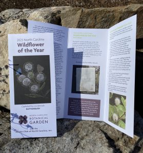 2023 Wildflower of the Year Seed Pack Brochure, with an illustration on the cover and a small pack of seeds attached to the inside.