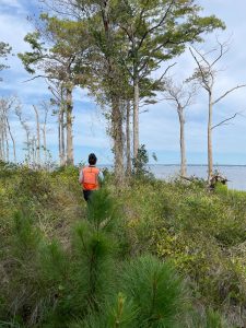 An NCBG Conservation Technician collects seeds along the coast