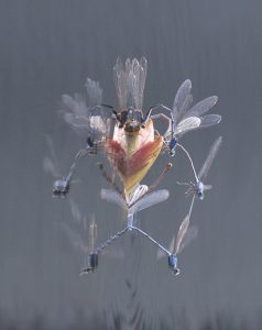 Damselflies and their reflections appear in the shape of a man