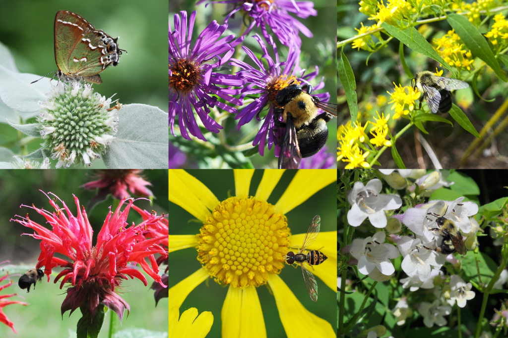 Images of each of the species planted with a pollinator