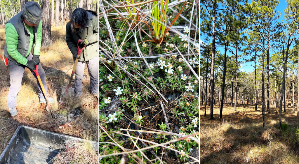 Graphic showing three images from the pyxie moss rescue: staff members using a shovel to dig it up, close-up of the flowers, and the longleaf pine savanna.