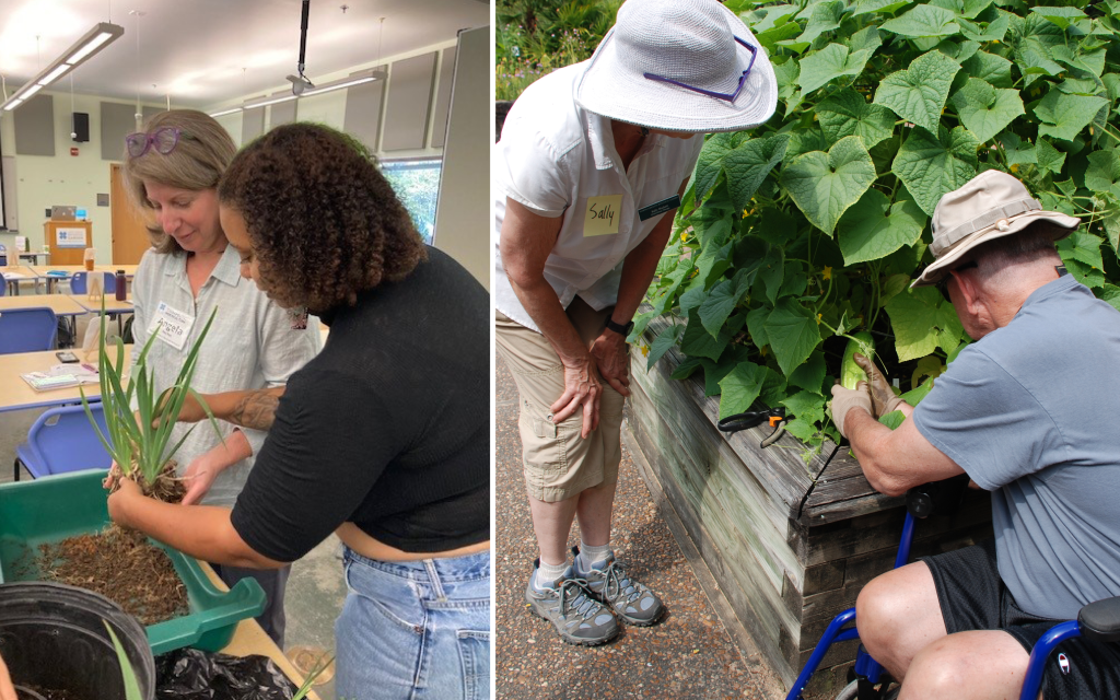 Hybrid certificate in Therapeutic Horticulture participants handle plants in class on the left. On the right, a man using a wheelchair harvests a vegetable from our raised horticultural therapy beds.