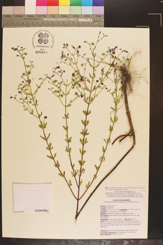 Herbarium specimen of Trichosteme gracile