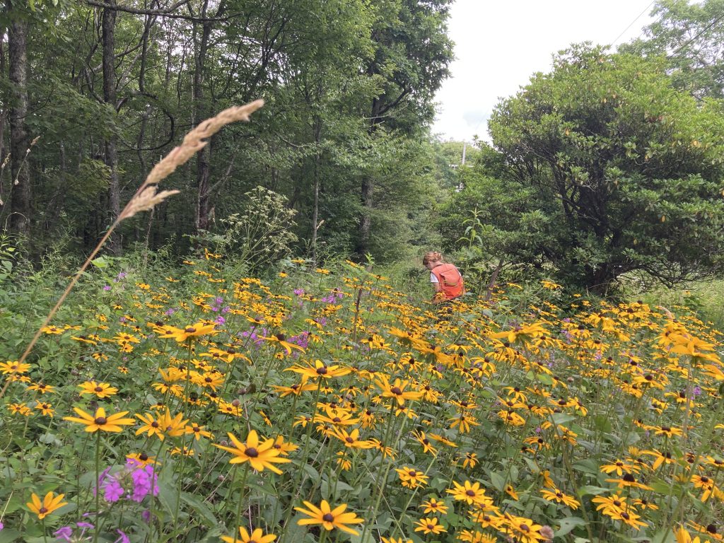 Amanda stands in a field of black-eyed susans, wearing an orange vest for seed collecting