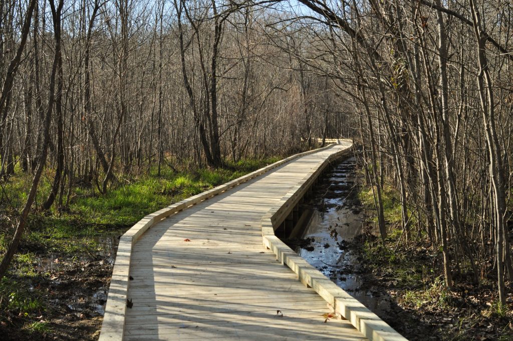 the new boardwalk at mason farm, curving around above boggy soils