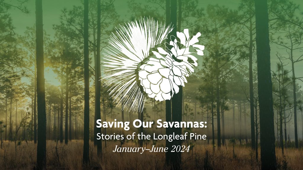 Graphic with a photo of a longleaf pine savanna at sunrise overlaid with a longleaf pine cone and needle logo and the words Saving Our Savannas: Stories of the Longleaf pine, January-June 2024.
