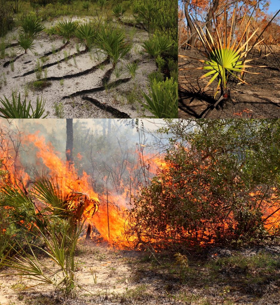 Fig. 2. Master of fire: Saw palmetto (Serenoa repens; top 2 images) resprouts just days after fire. It has been suggested by Takahashi et al. (2011) that individual plants (specifically genets) could be 5,000 (or 10,000+) years old. Low palms and scrub oaks (bottom image) can often perpetuate the fire needed to maintain low habitat stature by producing highly flammable biomass or plant material and also re-sprouting vigorously after disturbance (Menges et al. 2020); herbaceous plants even often grow robust, deep root systems adapted to dry conditions (e.g., Euphorbia rosescens, see Smith and Menges 2016).