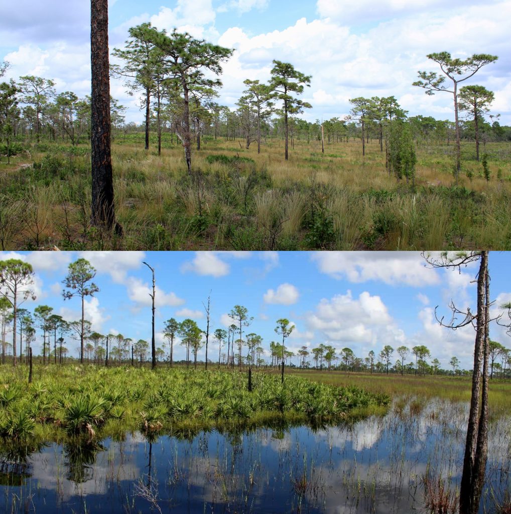 Fig 5. Foresight and Fire: The Nature Conservancy’s Tiger Creek Preserve in Polk County, FL (above) and Archbold Biological Station (below) together contain thousands of contiguous acres of scrub, sandhill, and various wetland habitats on the Lake Wales Ridge, and continue to support active conservation, fire management, and research programs. Sandhills (Tiger Creek, above), as well as scrubby flatwoods and seasonal ponds (Archbold, below) represent some of the dominant habitats on the fire-maintained ridge, with often only a few feet of elevation separating major habitat types.